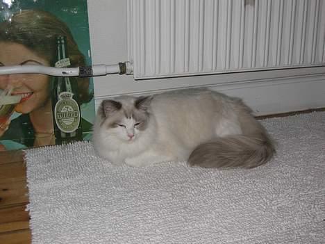 Ragdoll Samuel billede 3