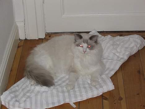 Ragdoll Samuel billede 4