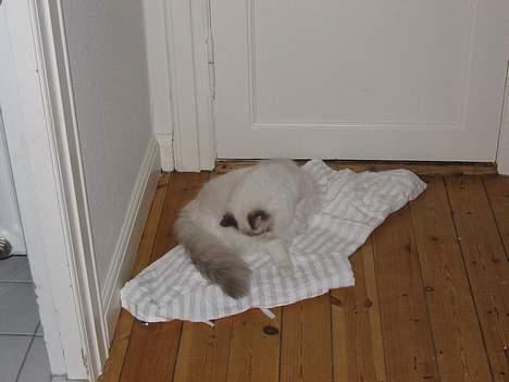 Ragdoll Samuel billede 5