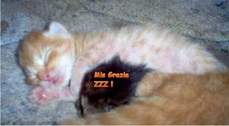 Maine Coon Miss Grazia solgt - ingen larm vel sch...... billede 1