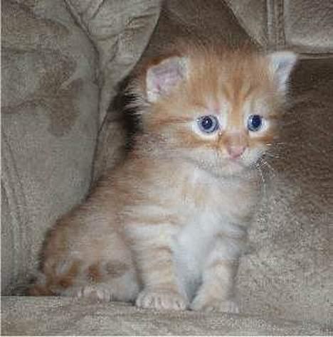 Maine Coon Miss Grazia solgt - hmmm.... skulle man gå ned og være med i legen eller...... billede 2