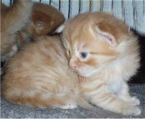 Maine Coon Miss Grazia solgt - jeg kan ikke se dig så kan du heller ikke se mig billede 3