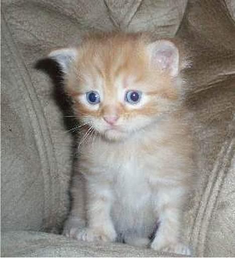 Maine Coon Miss Grazia solgt - sød og dejlig billede 4