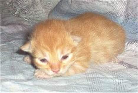 Maine Coon Miss Grazia solgt - lige fået mad og slapper af billede 5