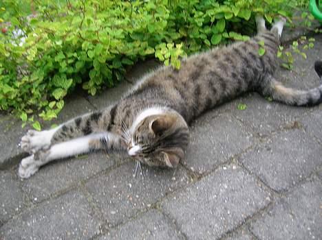 Blanding af racer Elkjær - Dejlige ellemis som ligger og slanger sig i solen om sommeren :D billede 1