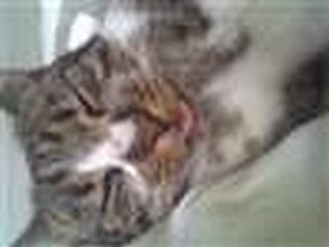 Blanding af racer Elkjær - Elle som sover han sover tit med tungen ude af munden <3 billede 2