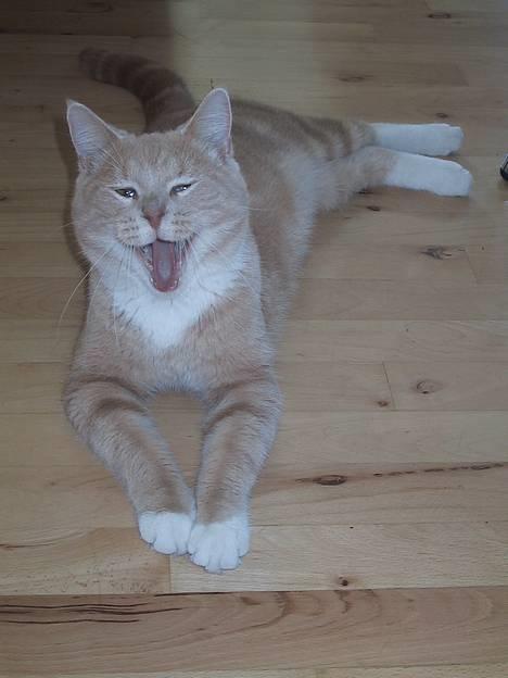 Blanding af racer Vivaldi død 2007 billede 1