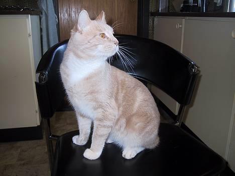 Blanding af racer Vivaldi død 2007 billede 2