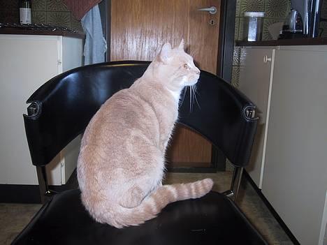 Blanding af racer Vivaldi død 2007 billede 3