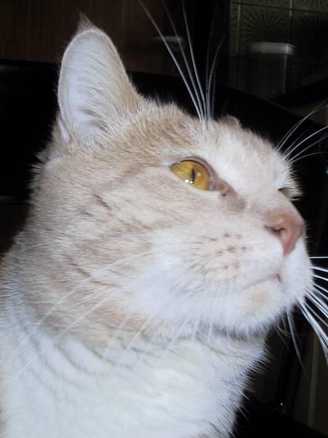 Blanding af racer Vivaldi død 2007 billede 4