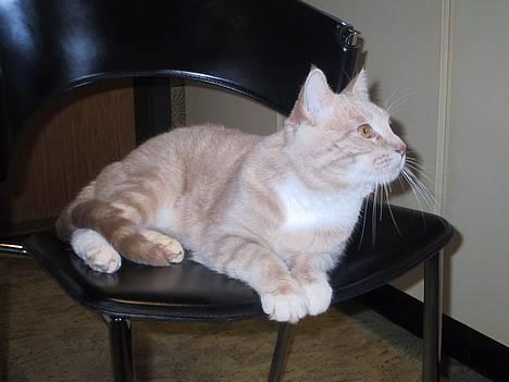 Blanding af racer Vivaldi død 2007 billede 5