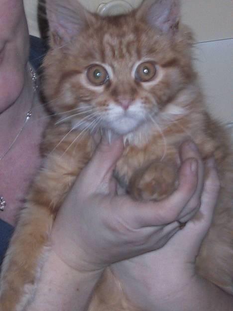 Maine Coon Miss Grazia solgt - ups hvad var det for et glimt  billede 6