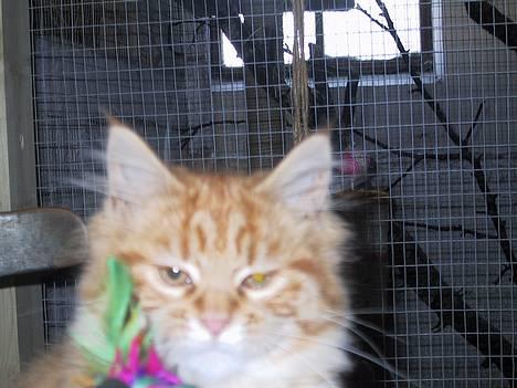 Maine Coon Miss Grazia solgt - jeg er lidt træt mor hold nu op billede 7