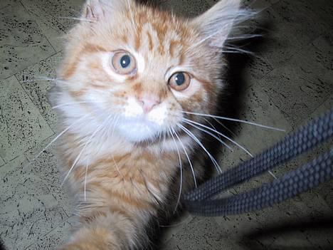 Maine Coon Miss Grazia solgt - ude på ballade billede 8