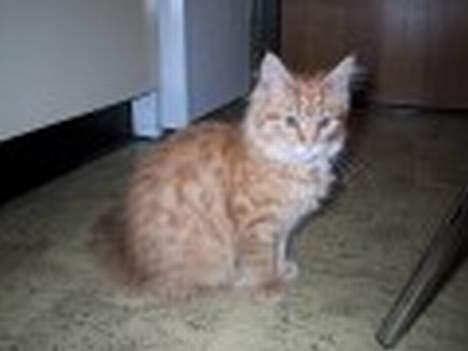 Maine Coon Miss Grazia solgt - sider jeg pænt nok nu ??? billede 9