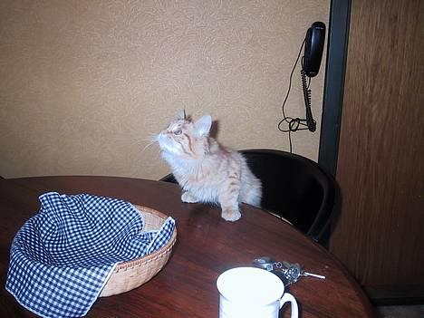 Maine Coon Miss Grazia solgt - ved godt jeg ikke må skal bare lige se på fluen i loftet billede 11