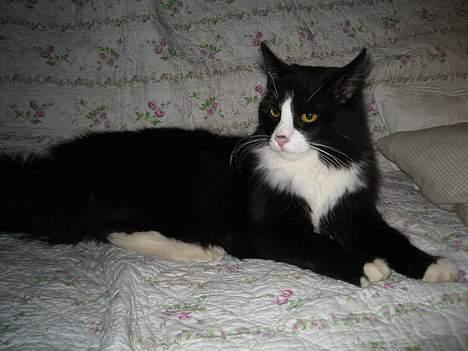 Blanding af racer Lucifer  (DØD) - Lucifer 10 feb. 2007 8 mdr. gl. billede 1