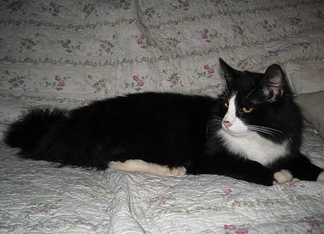 Blanding af racer Lucifer  (DØD) billede 2