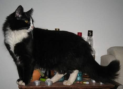 Blanding af racer Lucifer  (DØD) - Lucifer kan klemme sig ind på alle små hylder, kommoder, hylder mv.   her barskabet. billede 3