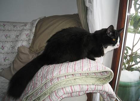 Blanding af racer Lucifer  (DØD) billede 4