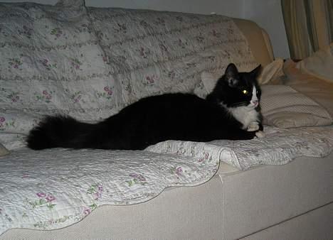 Blanding af racer Lucifer  (DØD) billede 5