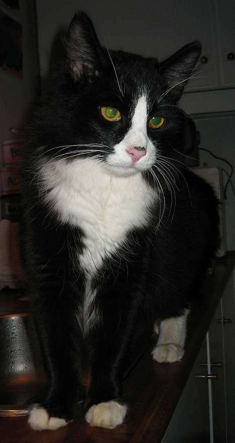 Blanding af racer Lucifer  (DØD) billede 6