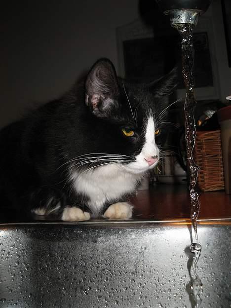 Blanding af racer Lucifer  (DØD) - Lucifer eeeelsker vand.. specielt dét der løber fra vandhanen. billede 7