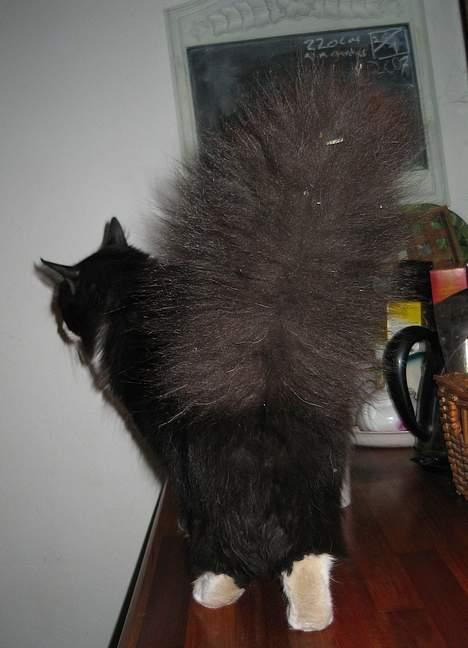 Blanding af racer Lucifer  (DØD) - Lucifer har en KÆMPE hale billede 8