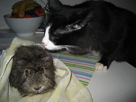 Blanding af racer Lucifer  (DØD) - Lucifer hilser på Askepot - et rosetmarsvin på 6-7 år, som er vant til katte.. men Lucifer må ikke lege med hende, for han er for vild.  billede 9