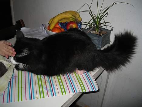 Blanding af racer Lucifer  (DØD) - Lucifer er svær at opdrage..;o) billede 10