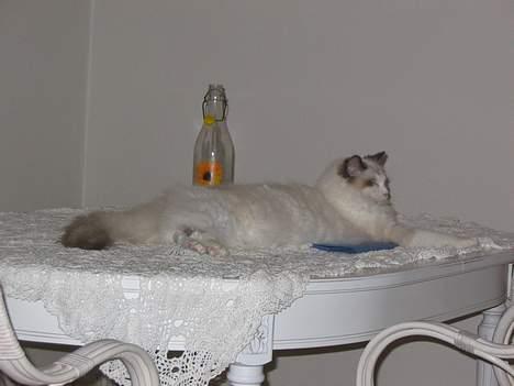 Ragdoll Samuel billede 6