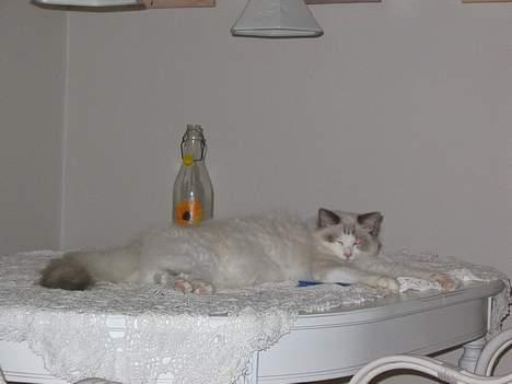 Ragdoll Samuel billede 7