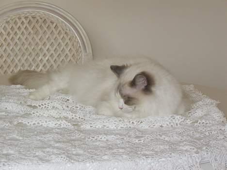 Ragdoll Samuel billede 8