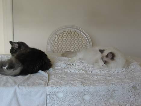 Ragdoll Samuel billede 9