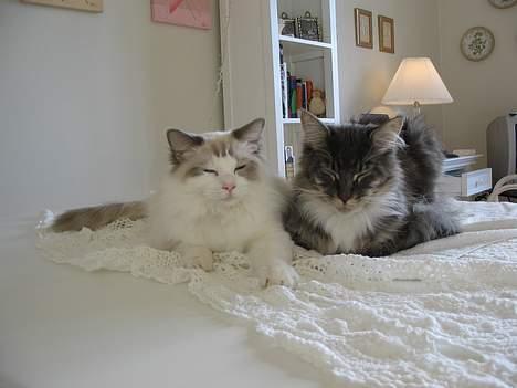 Ragdoll Samuel billede 10