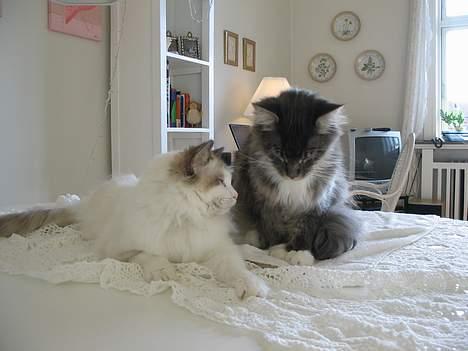 Ragdoll Samuel billede 11