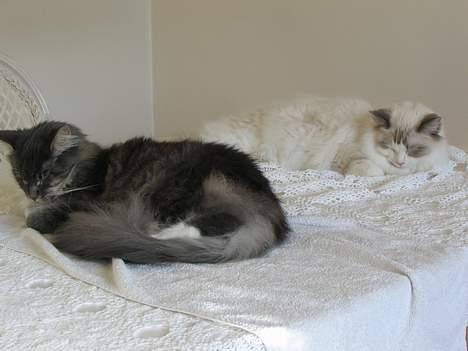 Ragdoll Samuel billede 12