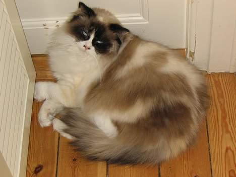 Ragdoll Rosa billede 19