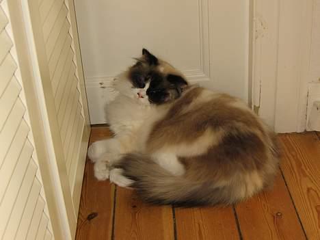 Ragdoll Rosa billede 20