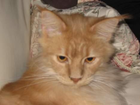 Maine Coon Albert billede 15