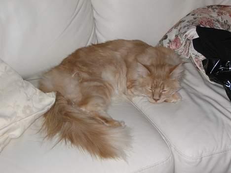 Maine Coon Albert billede 16
