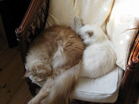 Maine Coon Albert billede 17