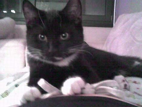 Huskat Gunnar <3 - kan godt lide mors natbukser (: billede 14