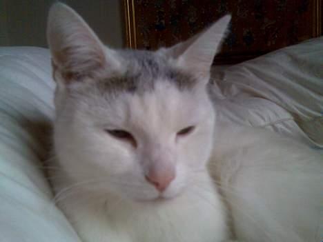 Huskat Benjamina billede 9