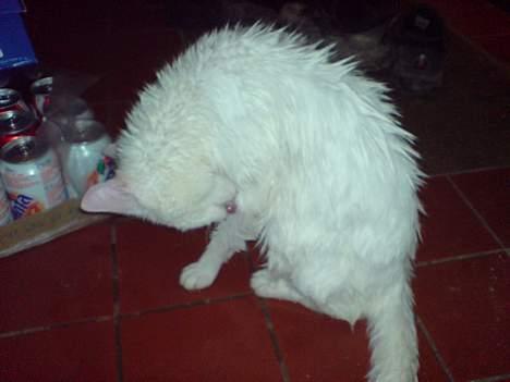 Huskat Benjamina billede 10