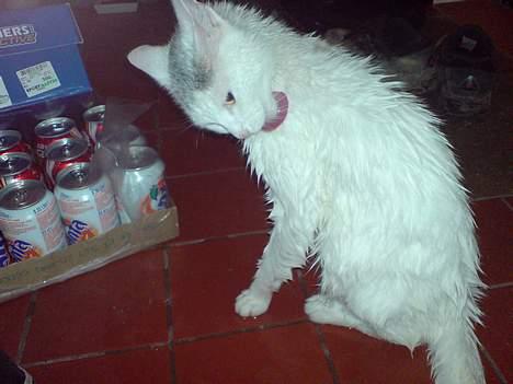 Huskat Benjamina billede 11