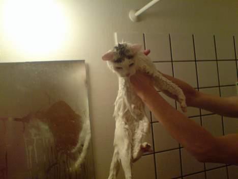 Huskat Benjamina billede 12