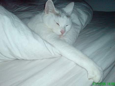 Huskat Benjamina billede 13