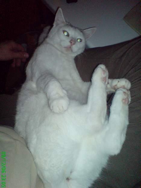 Huskat Benjamina billede 14