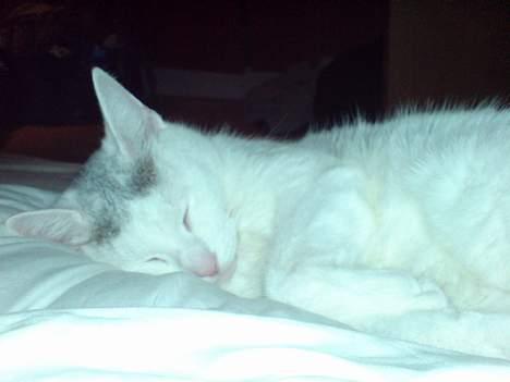 Huskat Benjamina billede 15